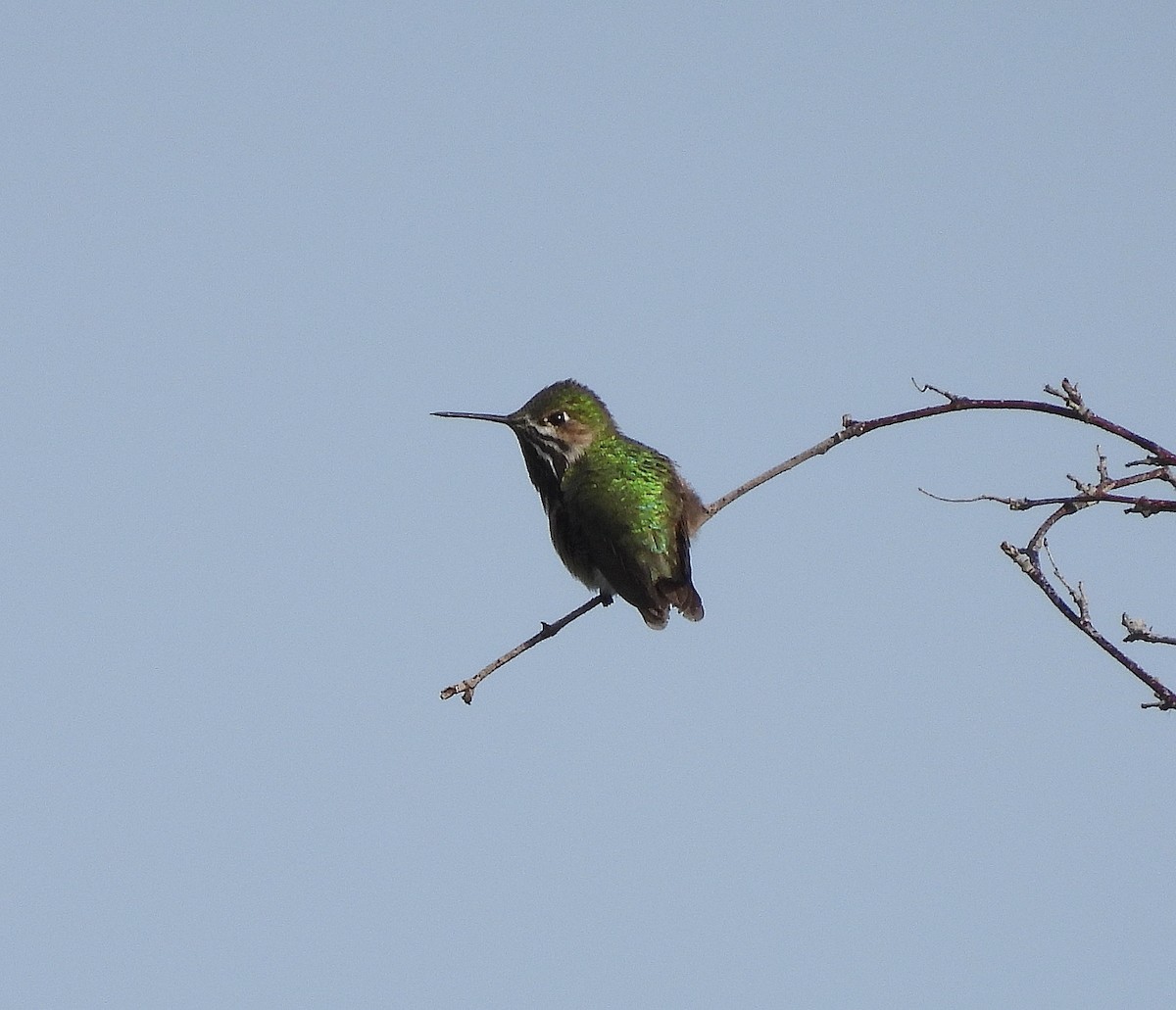 Calliope Hummingbird - ML563373111