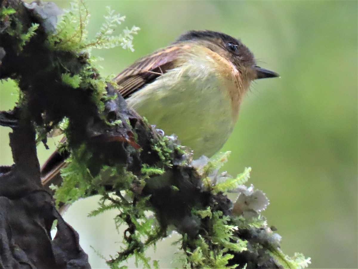 Rufous-breasted Flycatcher - ML563373561