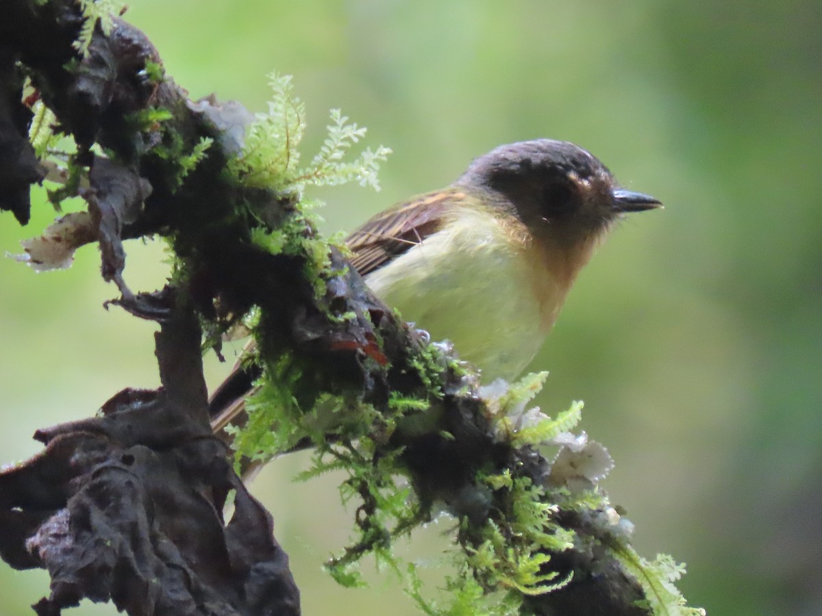 Rufous-breasted Flycatcher - ML563373571