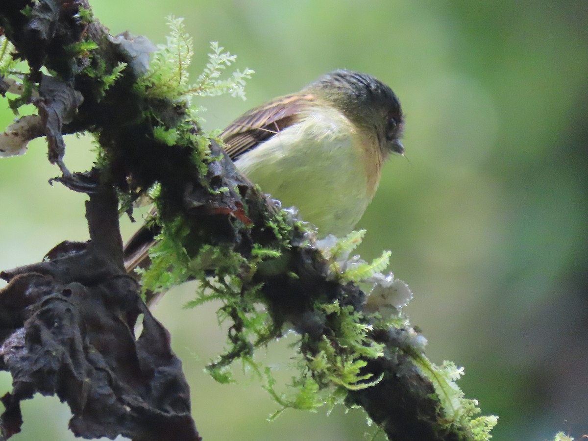 Rufous-breasted Flycatcher - ML563373581