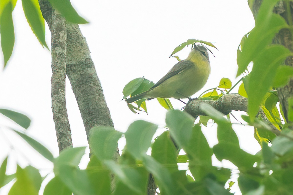 Philadelphia Vireo - ML563373631