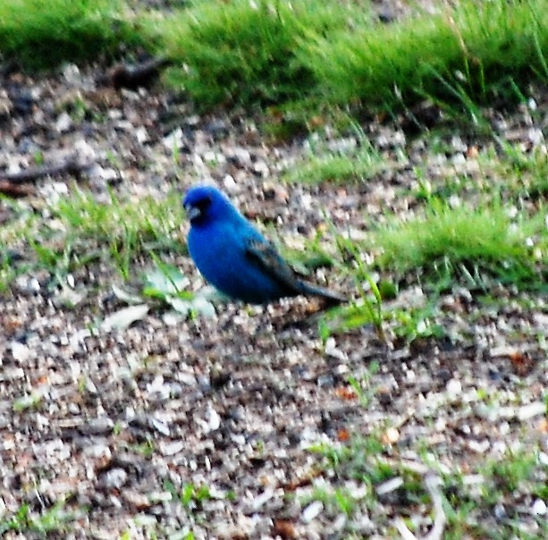 Indigo Bunting - ML56337451