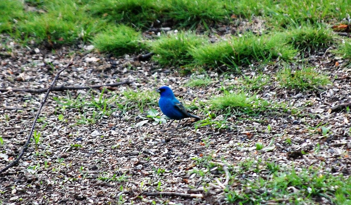 Indigo Bunting - ML56337461