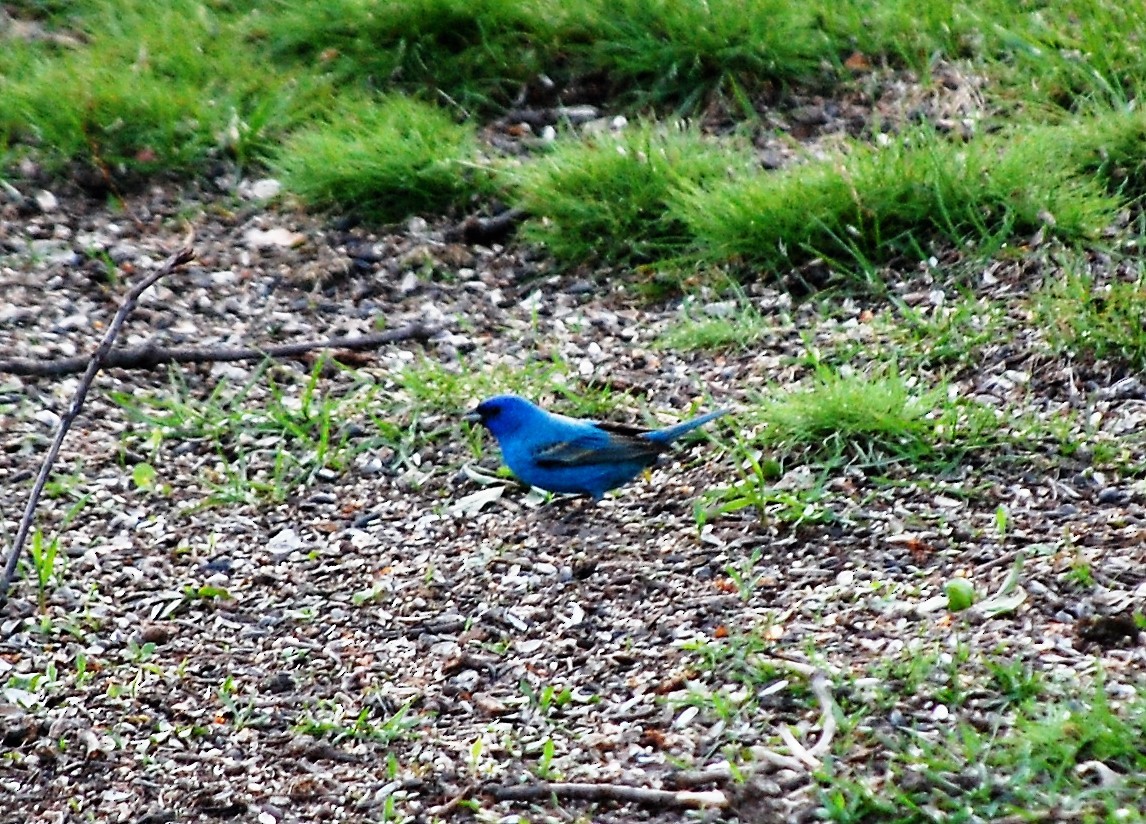 Indigo Bunting - ML56337471