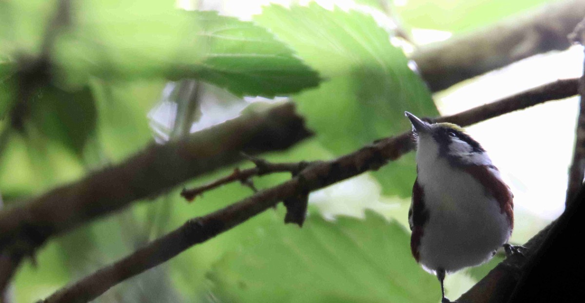 Chestnut-sided Warbler - ML563375171