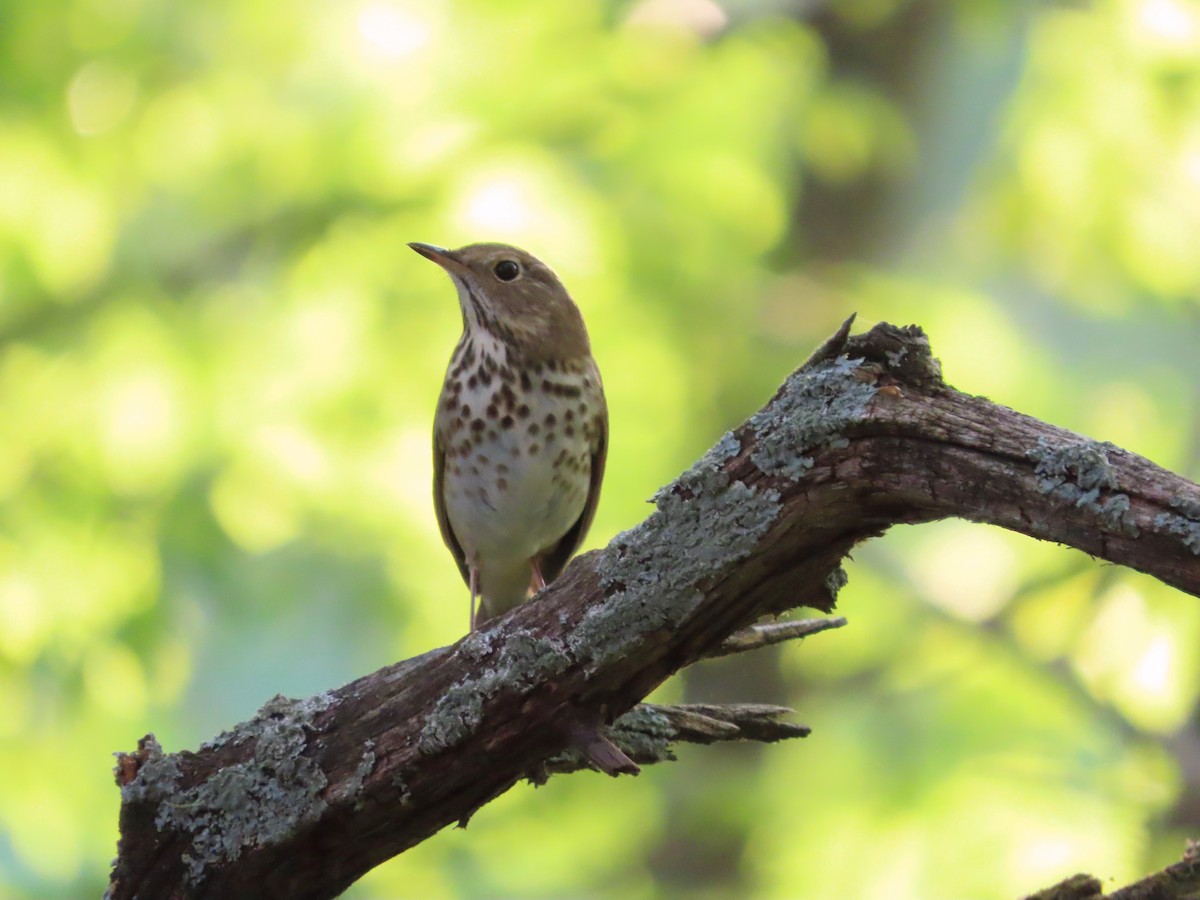 Hermit Thrush - ML563375621