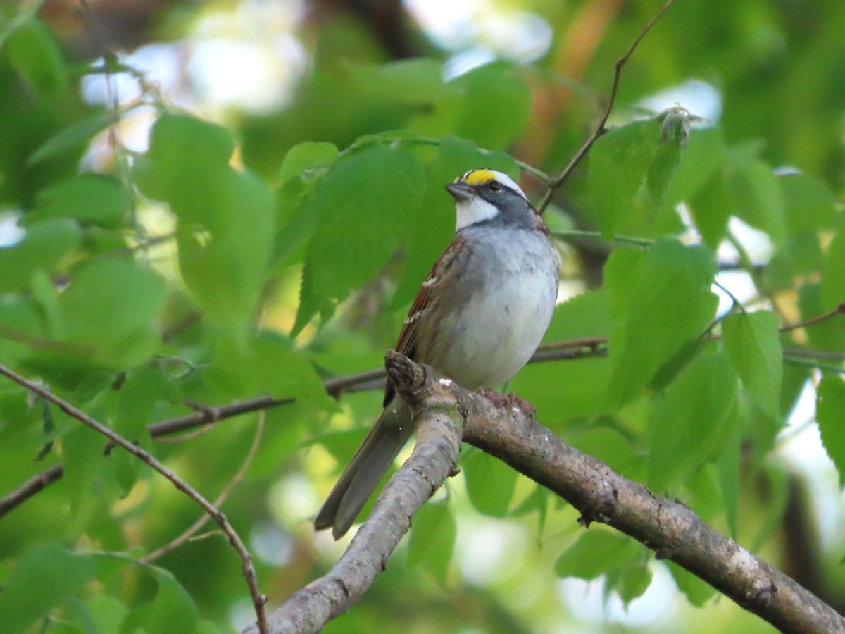 White-throated Sparrow - Michelle Browning