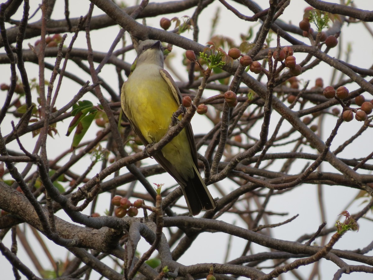 Western Kingbird - deidre asbjorn