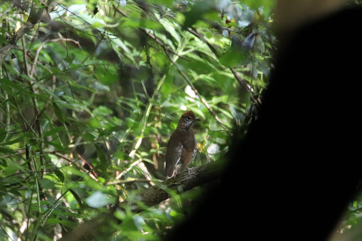 Wood Thrush - ML563376141