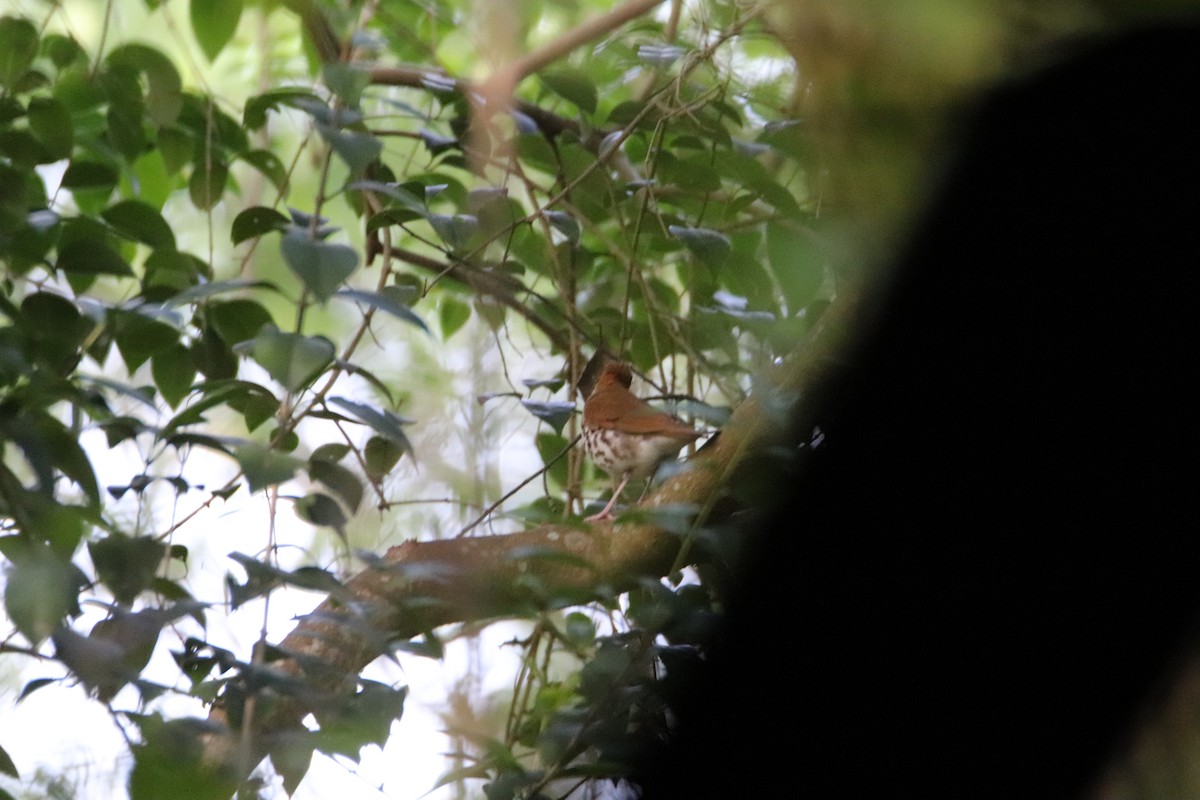 Wood Thrush - ML563376151