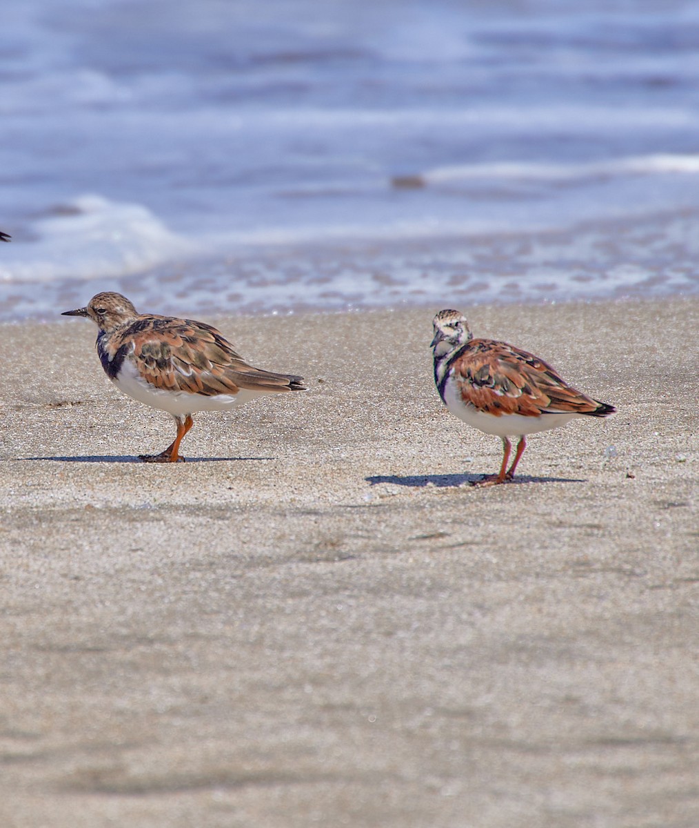 Ruddy Turnstone - Angélica  Abarca