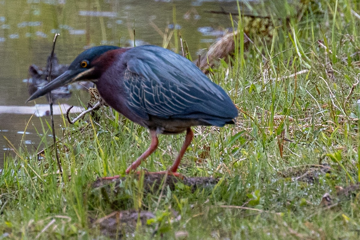 Green Heron - ML563380121