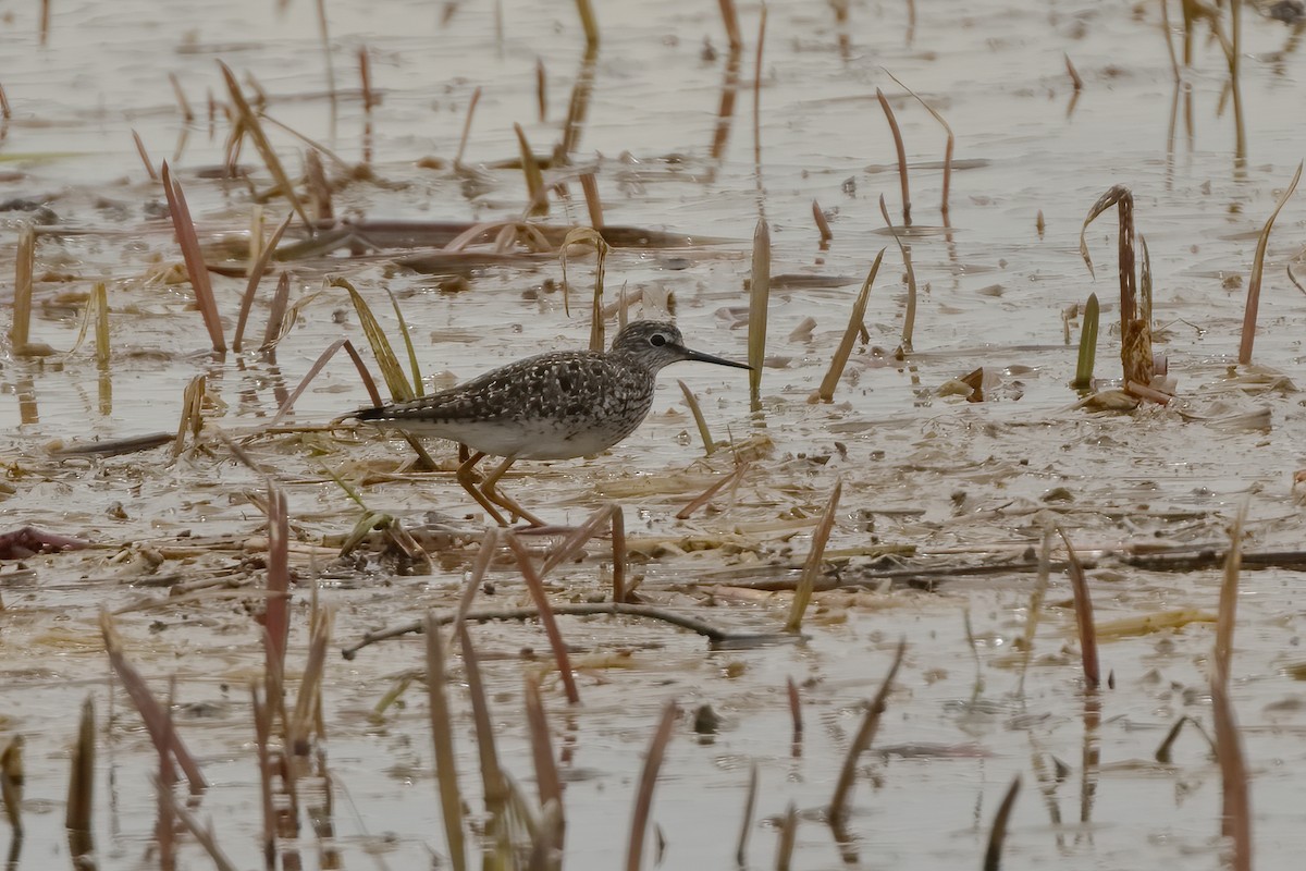 Lesser Yellowlegs - ML563380141