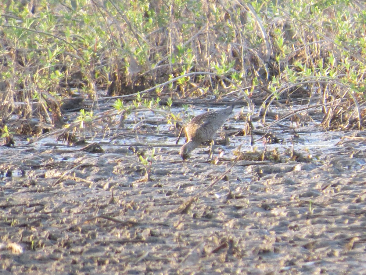 Hudsonian Godwit - ML563380161