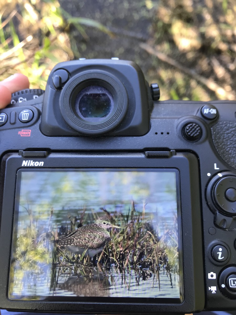 eremittsnipe - ML563380291