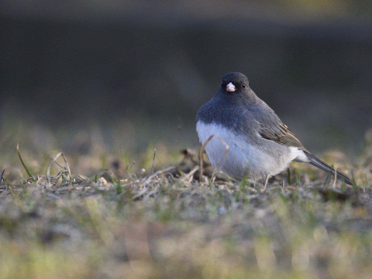 Dark-eyed Junco - ML563380551