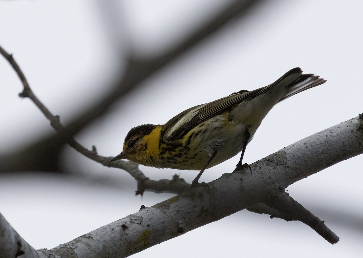 Cape May Warbler - ML563380811