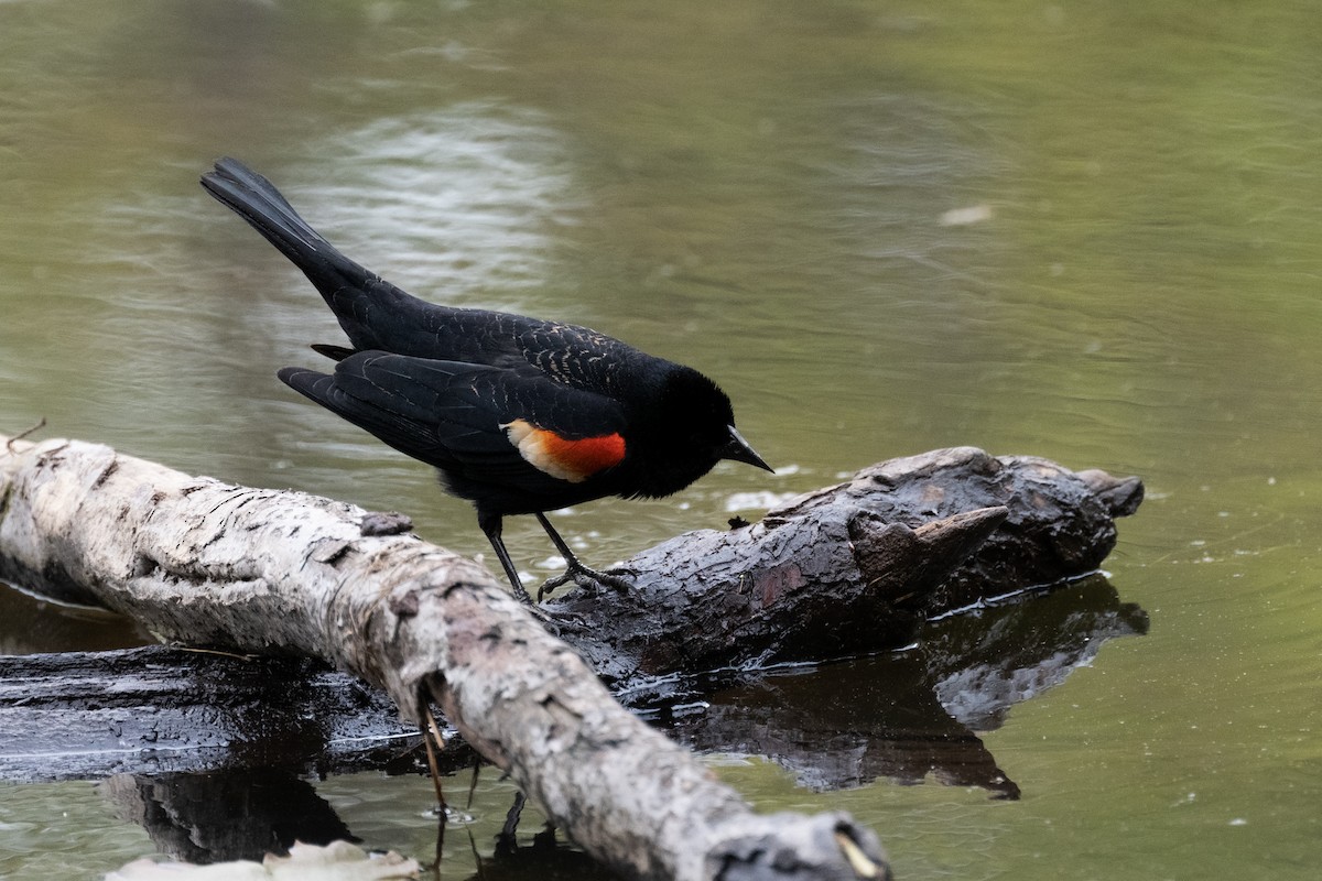 Red-winged Blackbird - Peter Rosario