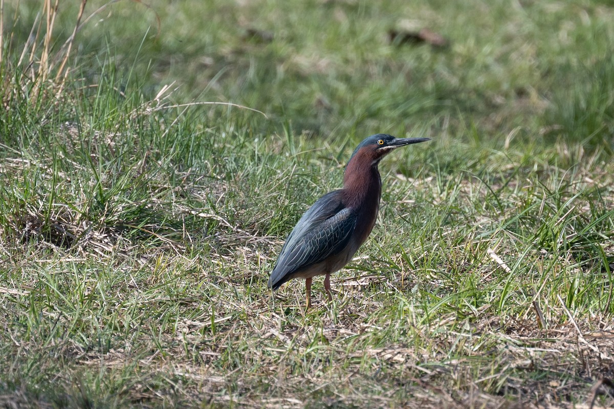 Green Heron - ML563382641