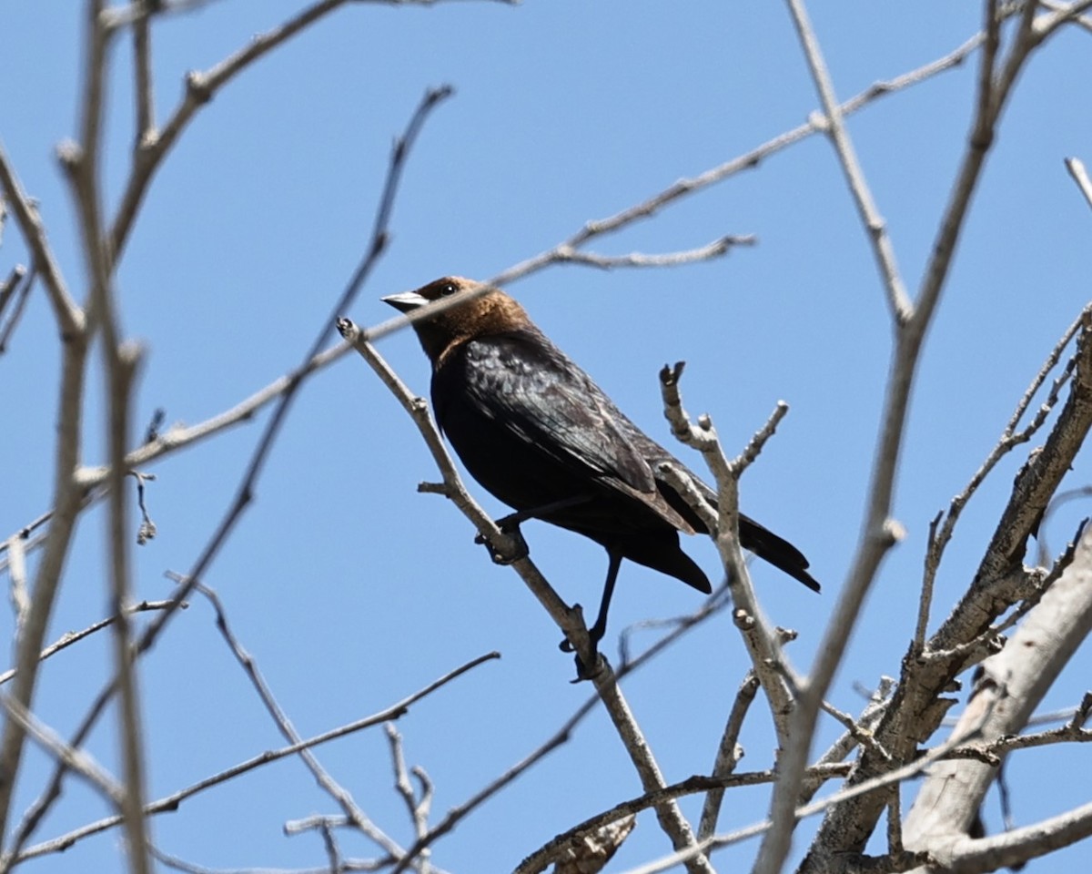 Brown-headed Cowbird - Gail DeLalla