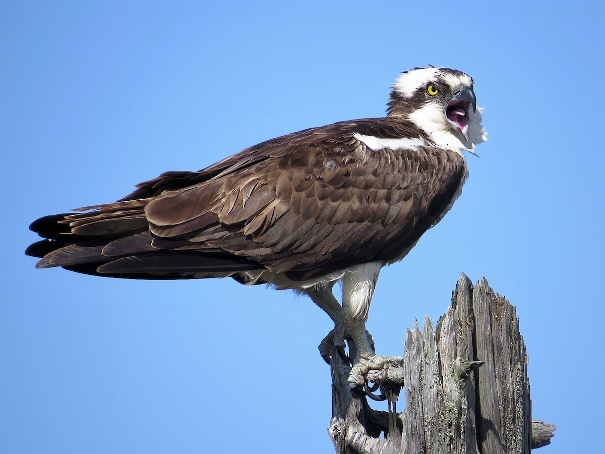 Osprey - ML56338311