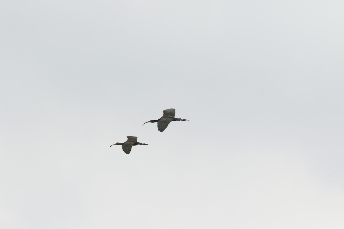 ibis hnědý - ML563383151