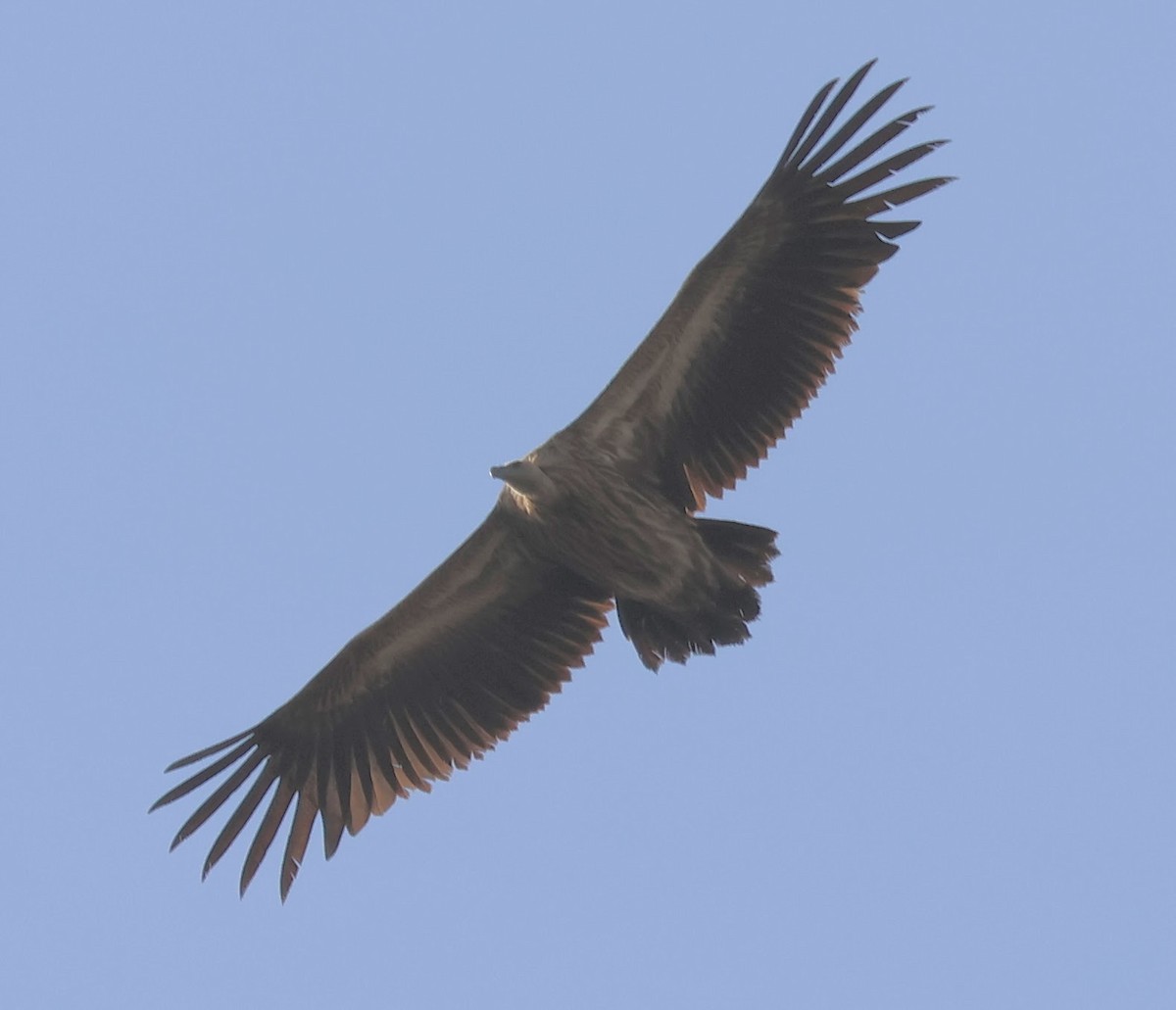 Himalayan Griffon - ML563383601