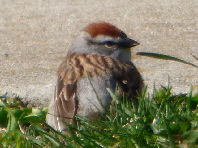 Chipping Sparrow - ML563384381
