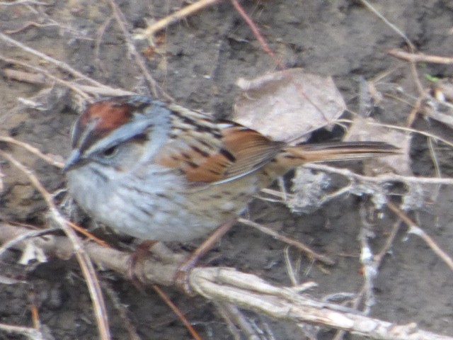 Swamp Sparrow - ML563384531