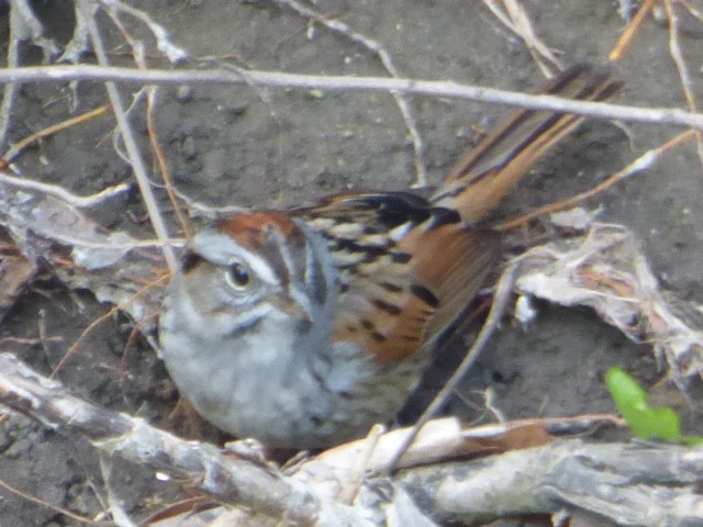 Swamp Sparrow - ML563384541