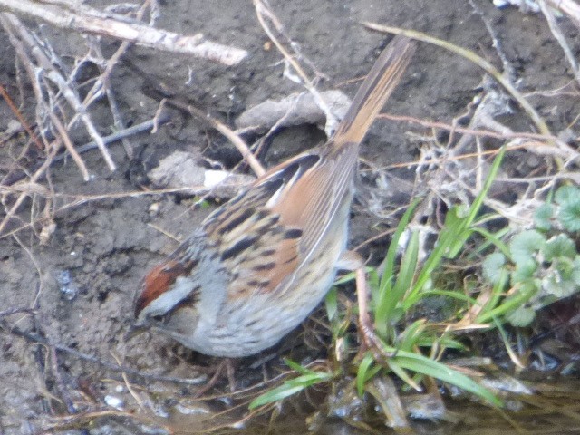 Swamp Sparrow - Hazem Alkhan