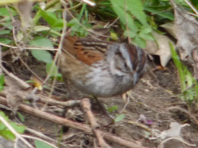 Swamp Sparrow - ML563385001