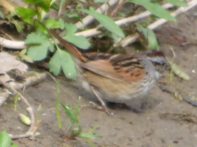 Swamp Sparrow - ML563385011