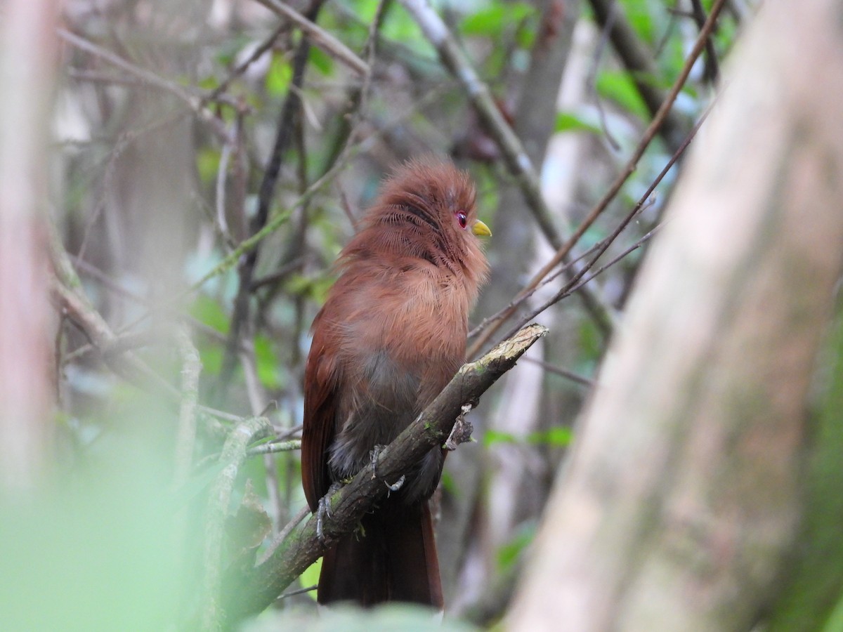 Little Cuckoo - ML563385141