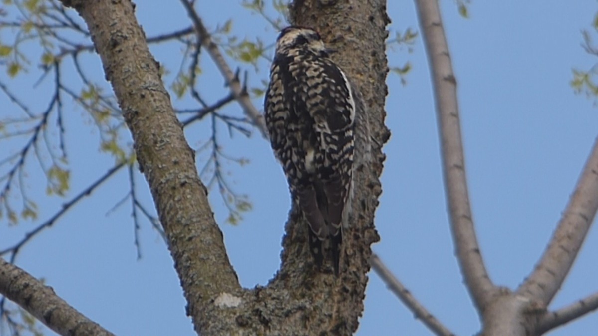 Yellow-bellied Sapsucker - ML563385181