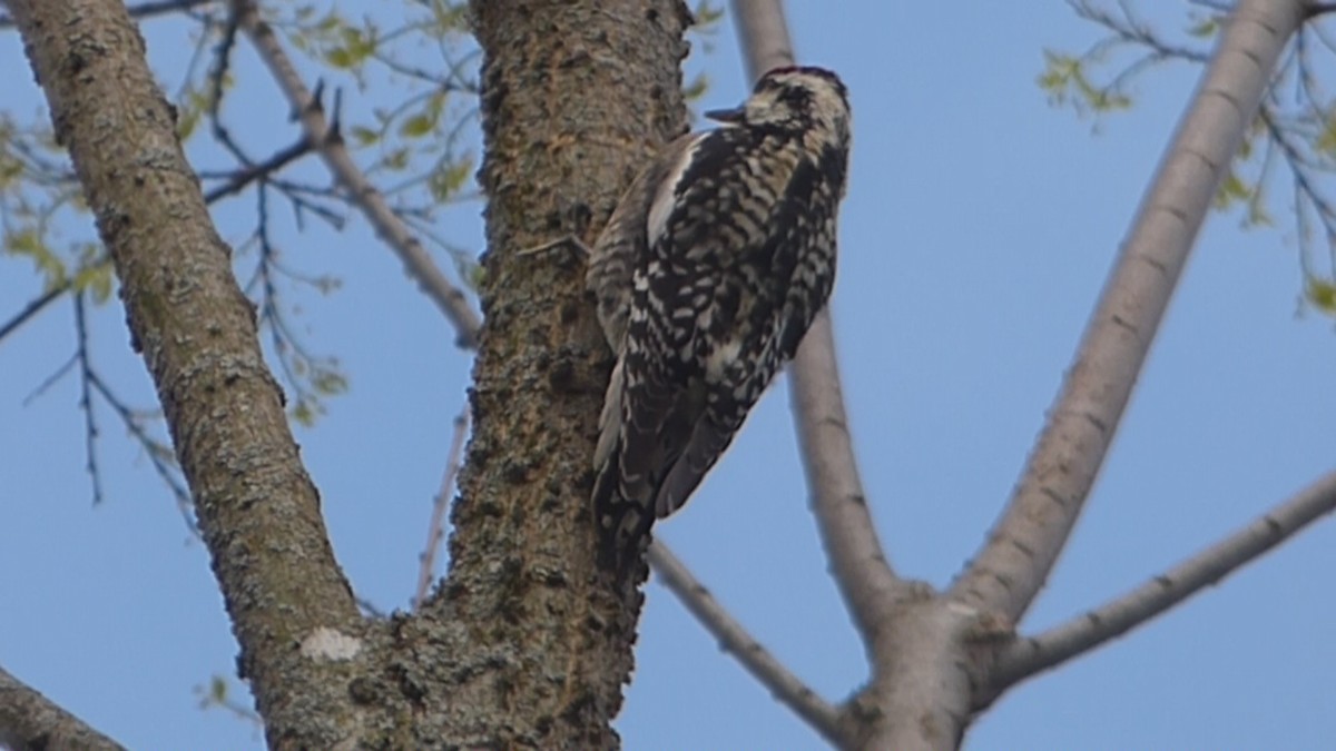 Yellow-bellied Sapsucker - ML563385201