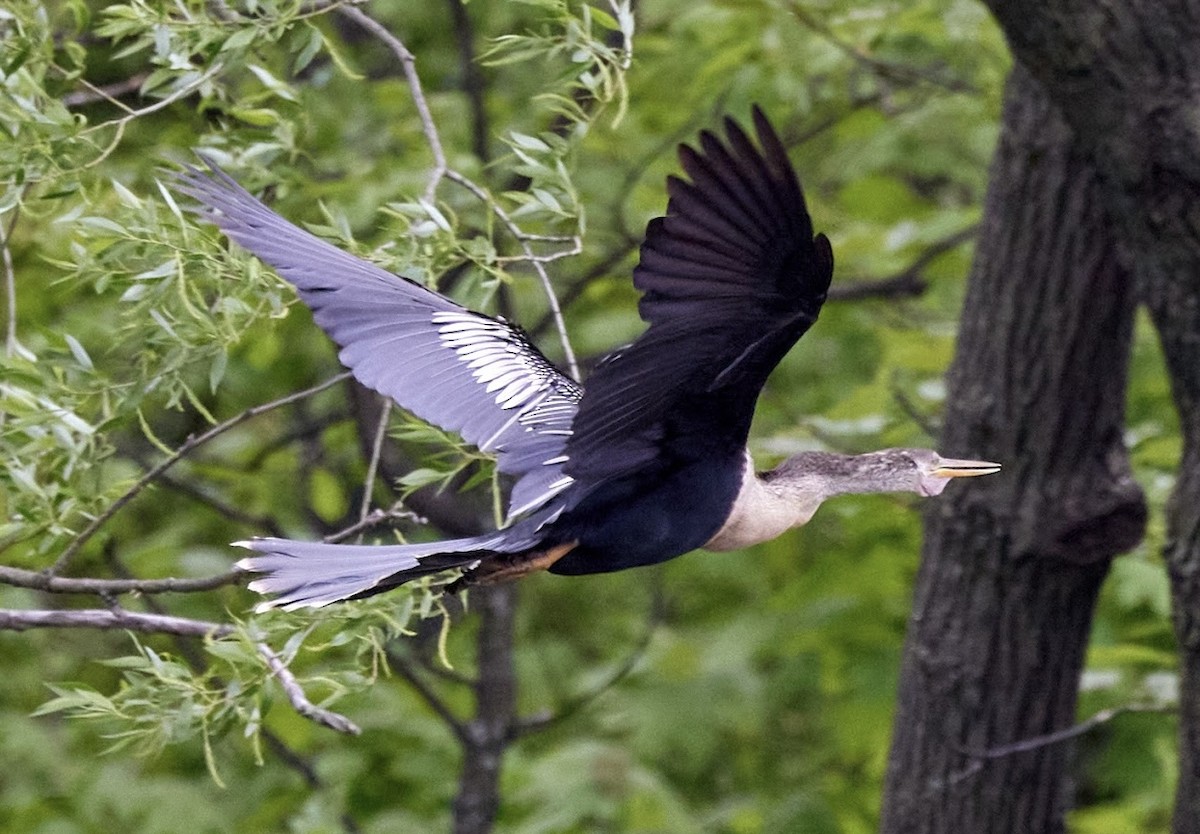 Anhinga - terry VP