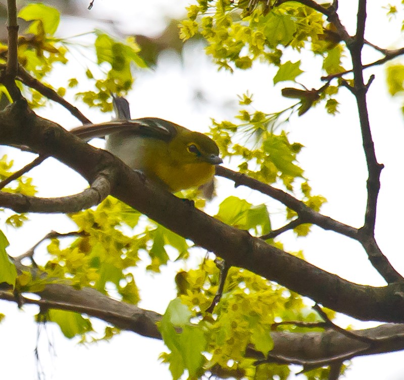 gulbrystvireo - ML56338571