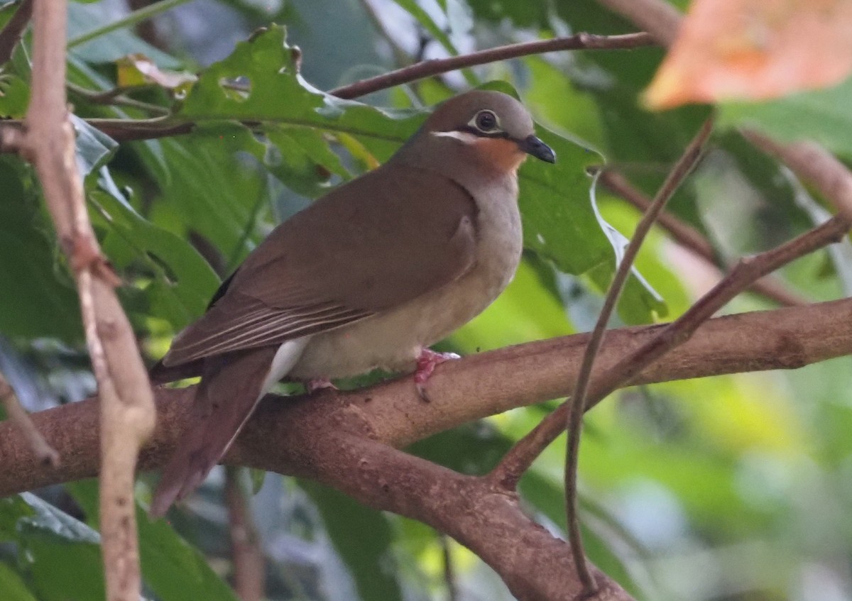 White-eared Brown-Dove (White-eared) - ML563386951