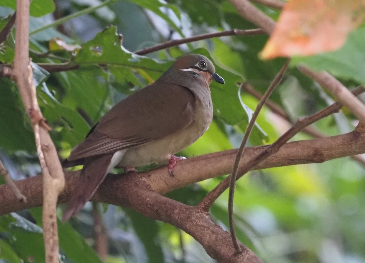 White-eared Brown-Dove (White-eared) - ML563387121