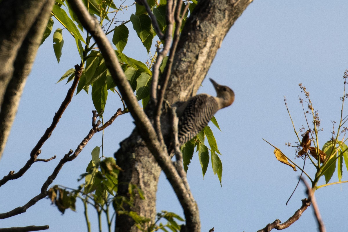 Northern Flicker - ML563387221