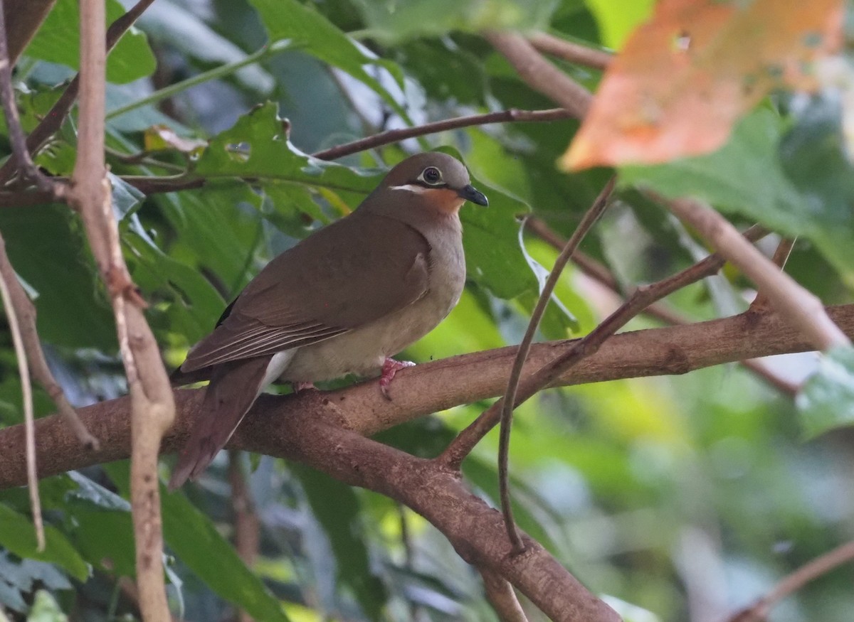 White-eared Brown-Dove (White-eared) - Stephan Lorenz