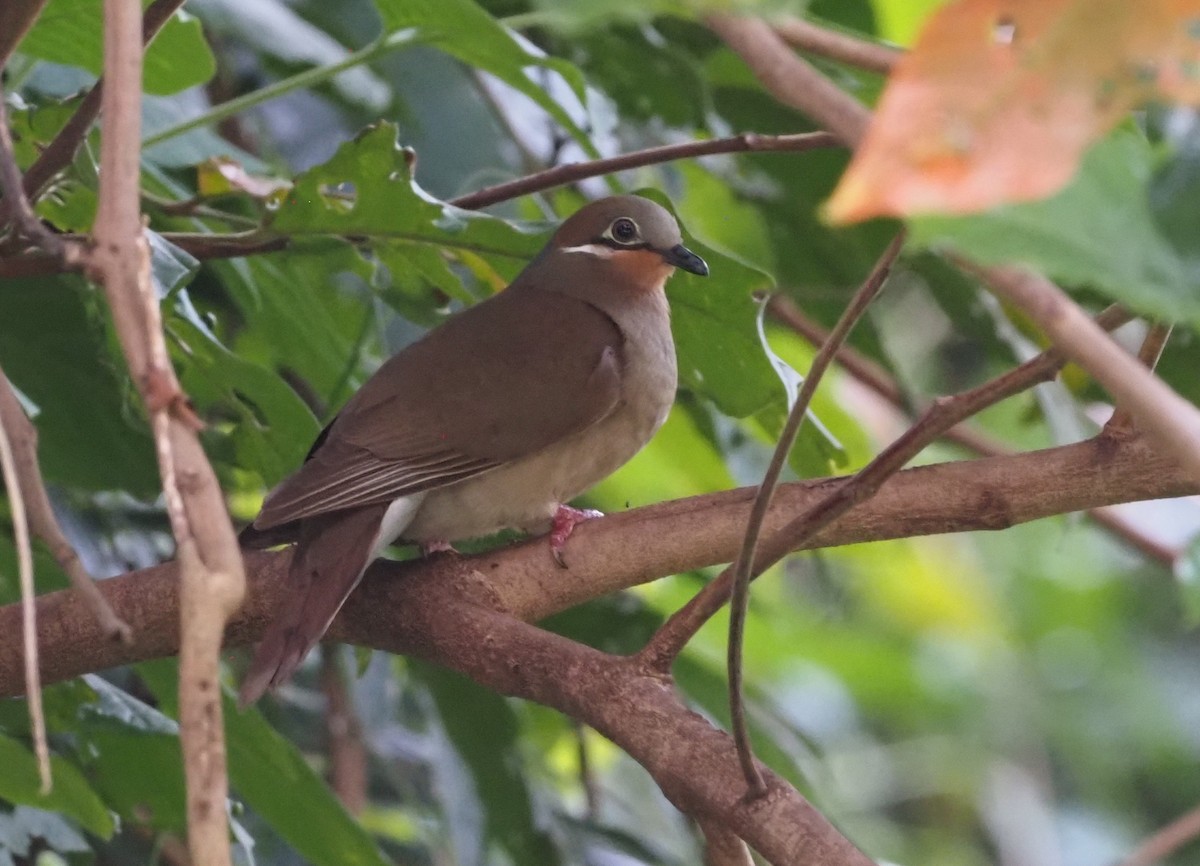 White-eared Brown-Dove (White-eared) - ML563387331