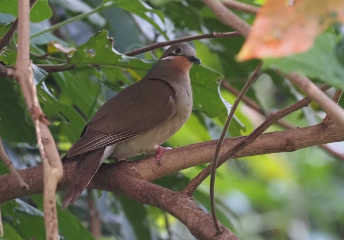 White-eared Brown-Dove (White-eared) - ML563387481