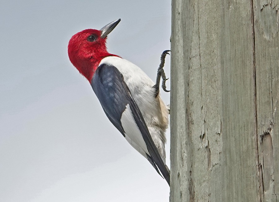 Red-headed Woodpecker - ML563388721