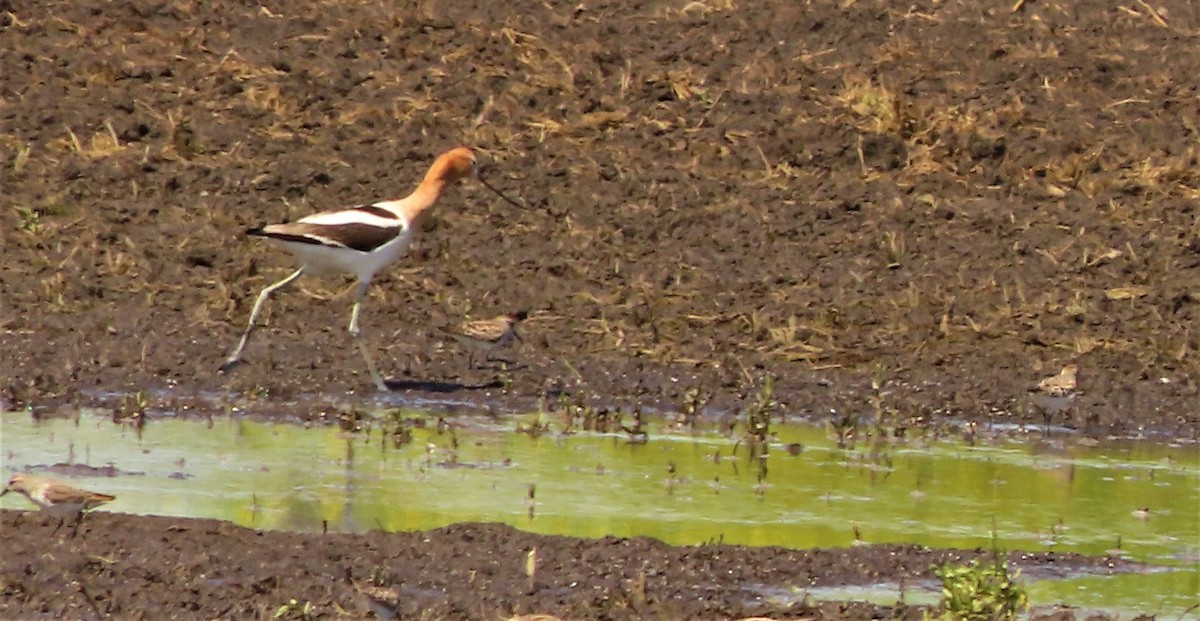 Avocette d'Amérique - ML563389731