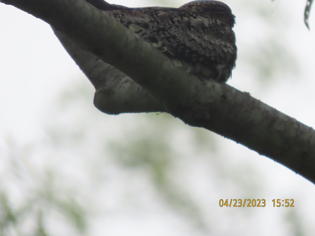 Common Nighthawk - ML563390341