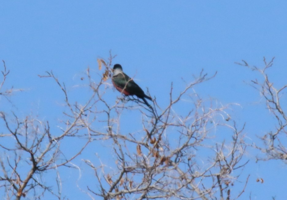 Lewis's Woodpecker - ML563391891