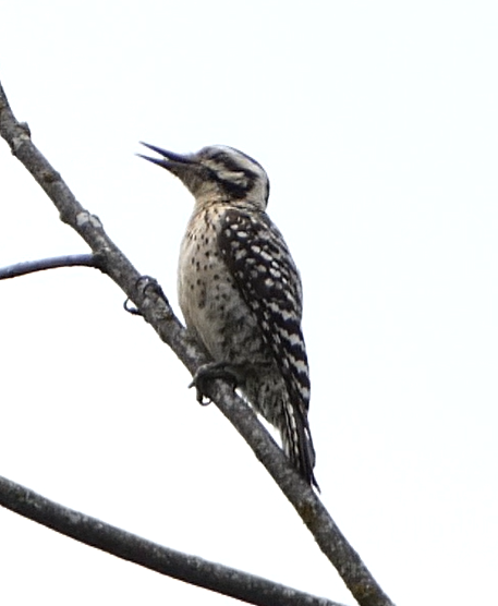 Ladder-backed Woodpecker - ML563392361