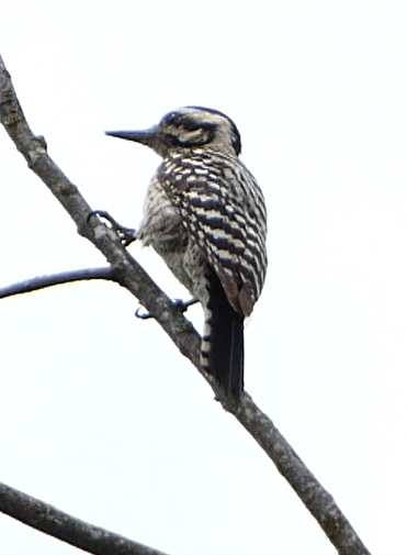 Ladder-backed Woodpecker - ML563392381